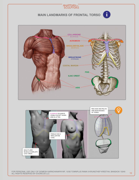 图片[12]-T1028-雕塑师的人体解剖：理解人体形态 | Anatomy for Sculptors, Understanding the Human Figure Uldis Za-爱画画的卷心菜