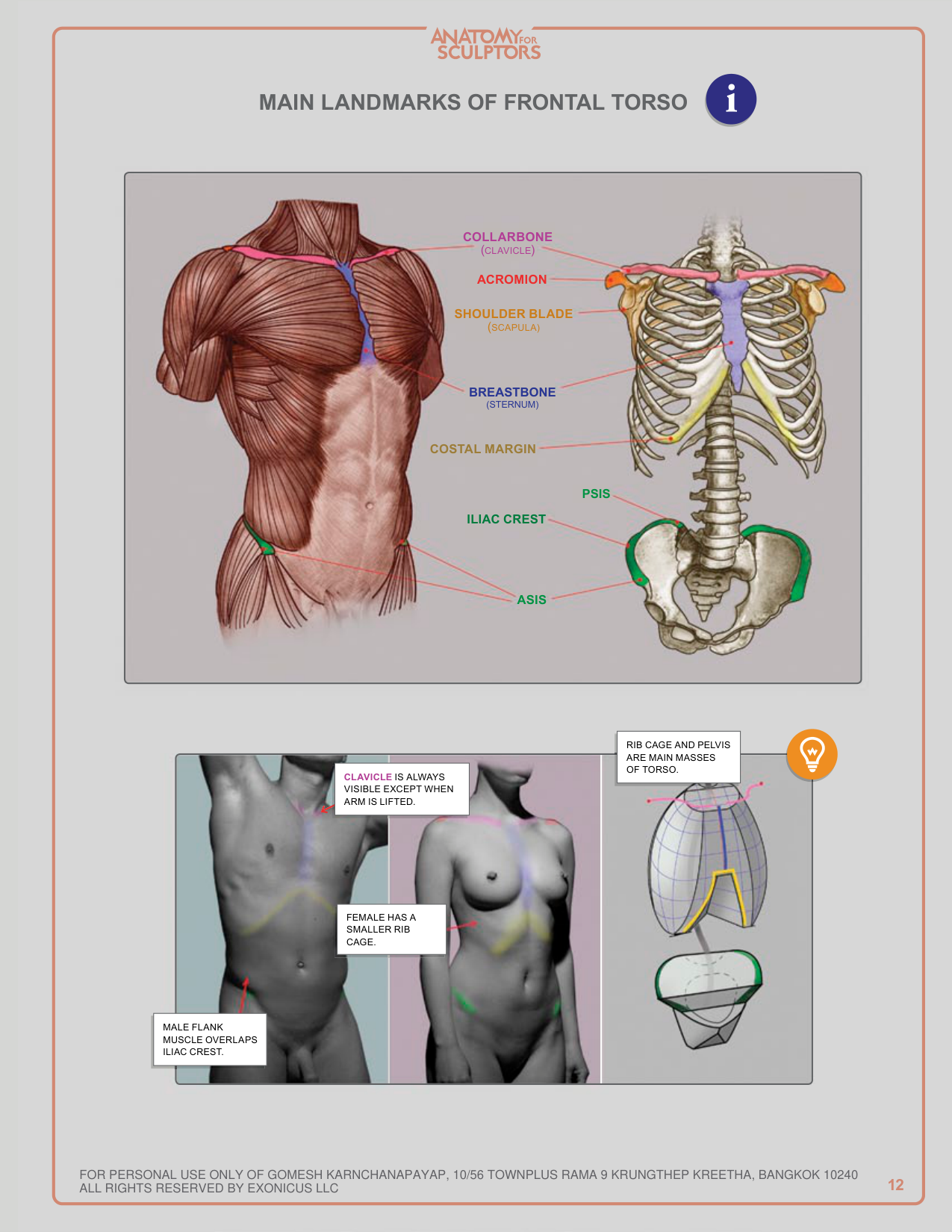 图片[12]-T1028-雕塑师的人体解剖：理解人体形态 | Anatomy for Sculptors, Understanding the Human Figure Uldis Za-爱画画的卷心菜