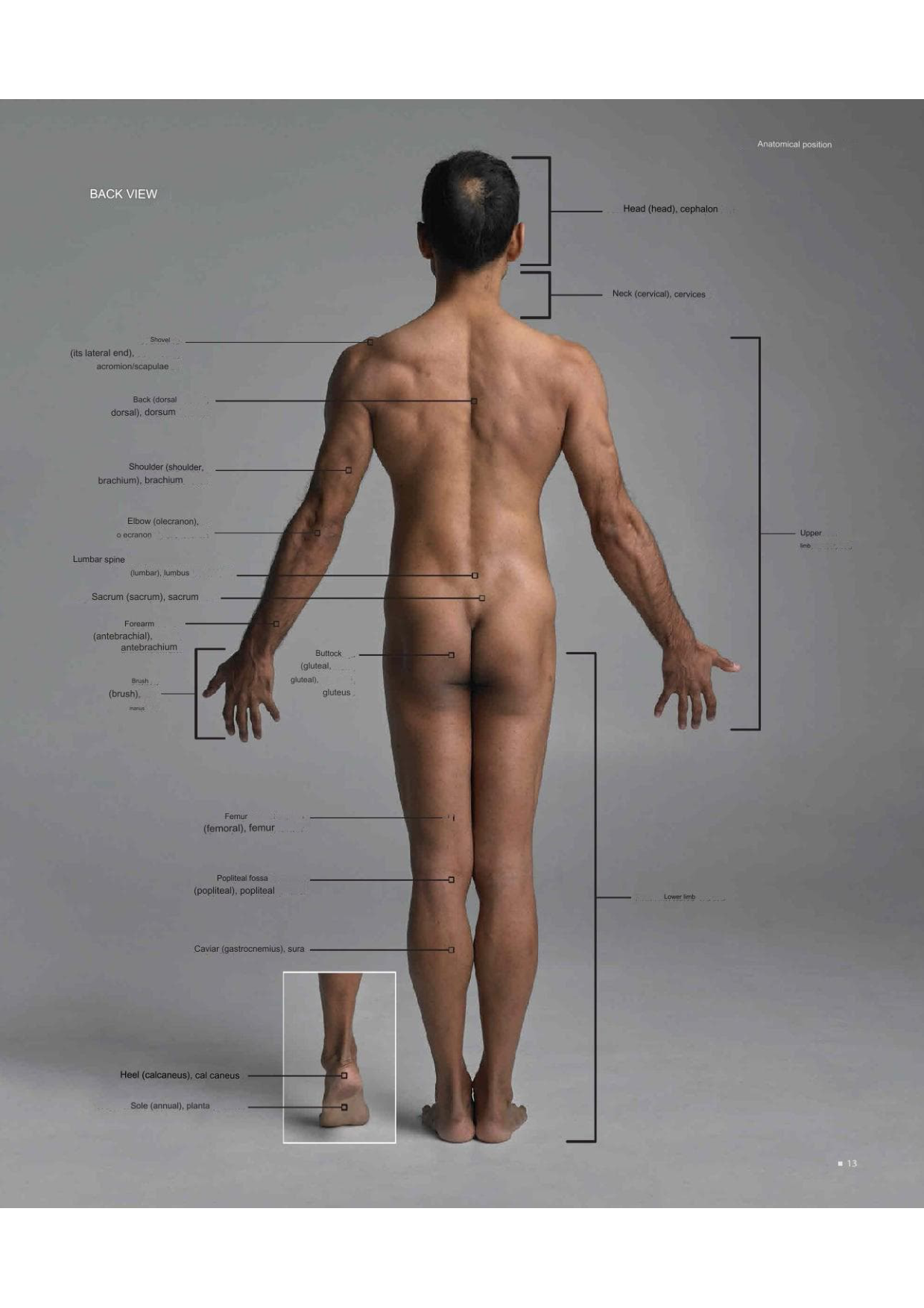 图片[13]-T100-艺术家解剖学 3D出版 | Anatomy for Artists- 3D publishing-爱画画的卷心菜