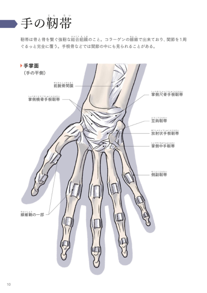 图片[13]-T1163-Kota Kato手与脚的艺术解剖 | Art Anatomy of Hand + Foot by Kota Kato-爱画画的卷心菜