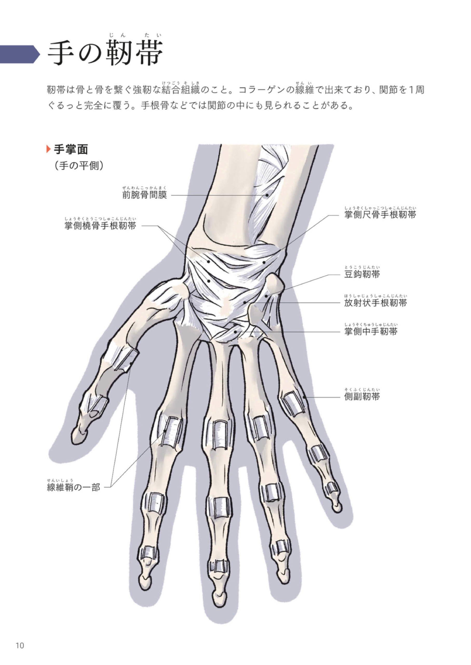 图片[13]-T1163-Kota Kato手与脚的艺术解剖 | Art Anatomy of Hand + Foot by Kota Kato-爱画画的卷心菜