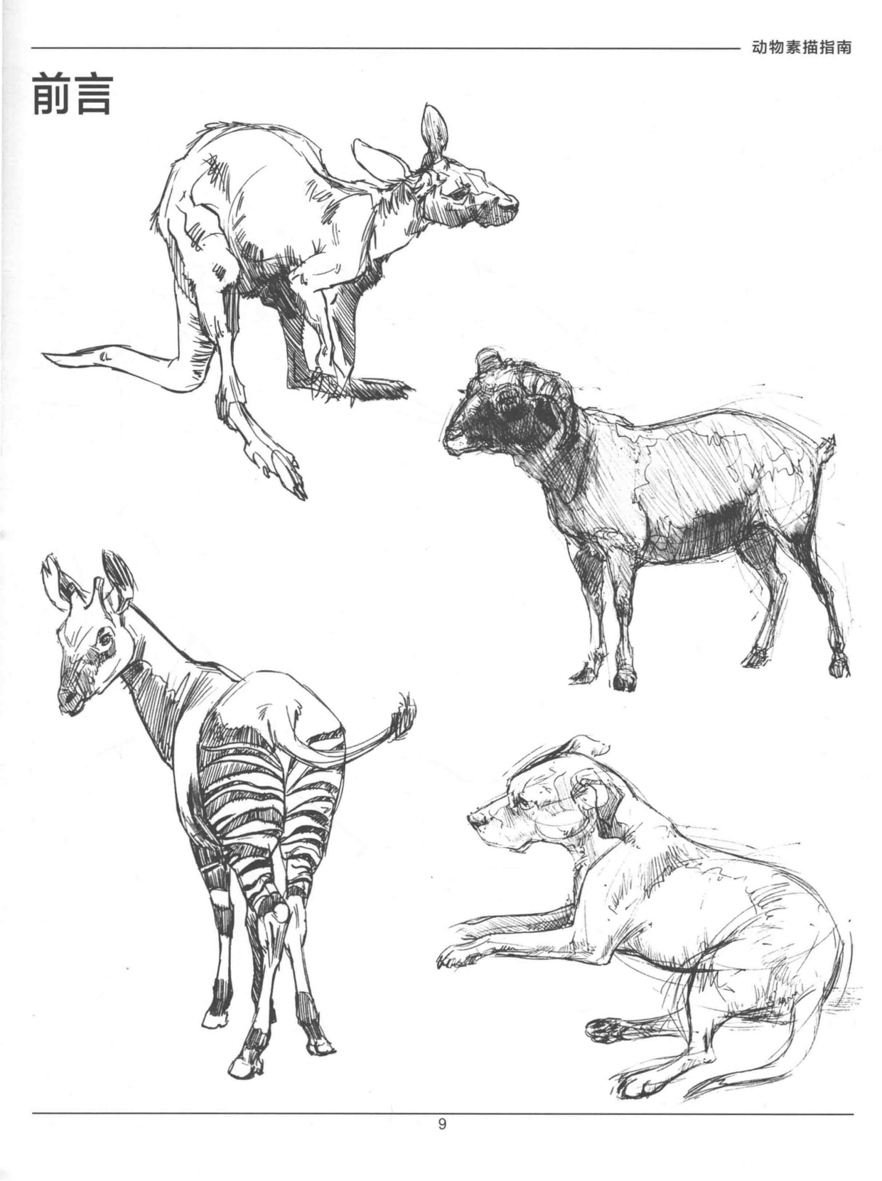 图片[13]-T1307-中文版《Weatherly动物绘画指南》Joe Weatherly | Chinese Version Weatherly Guide to Drawing Animals Joe Weather-爱画画的卷心菜