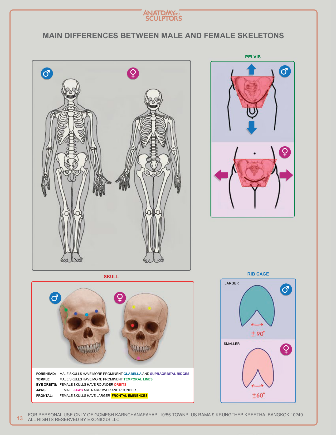图片[13]-T1028-雕塑师的人体解剖：理解人体形态 | Anatomy for Sculptors, Understanding the Human Figure Uldis Za-爱画画的卷心菜