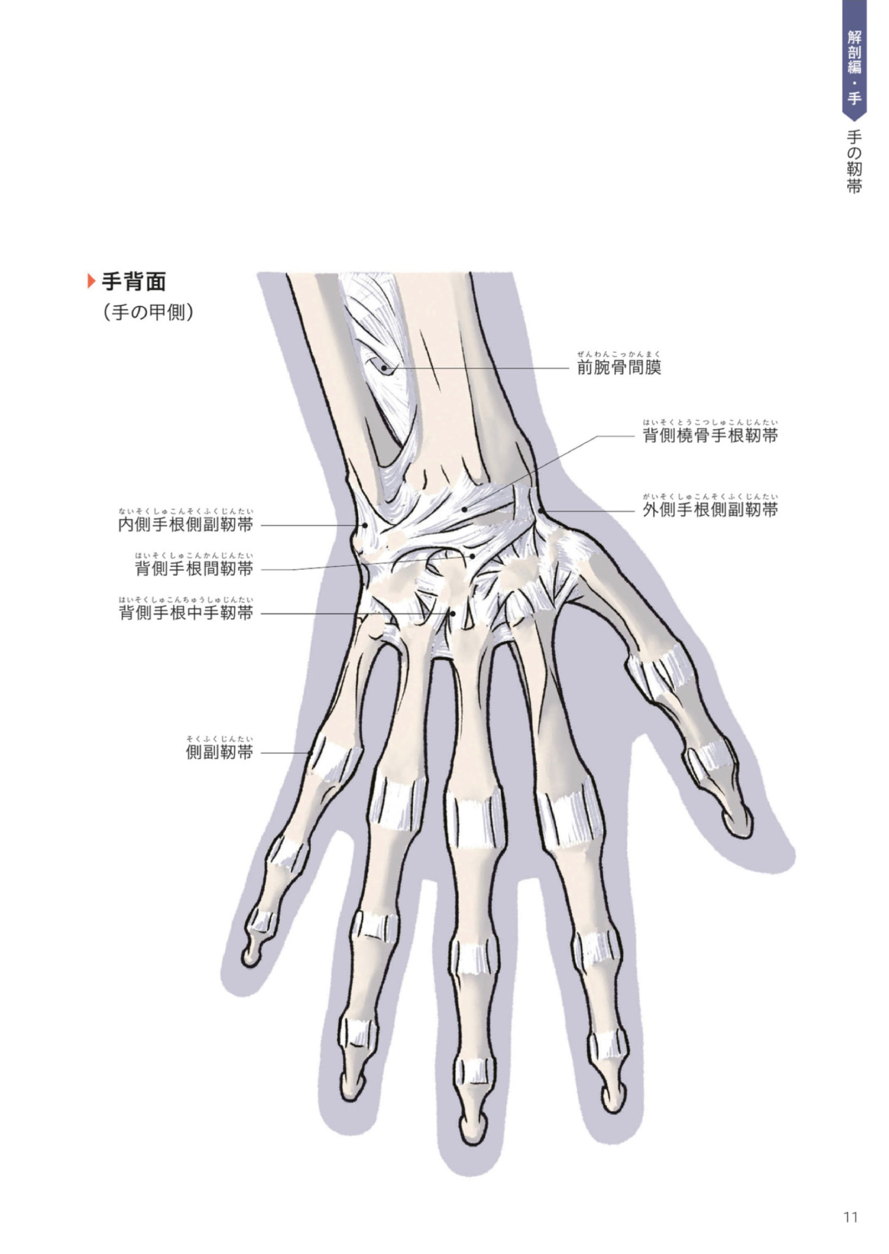 图片[14]-T1163-Kota Kato手与脚的艺术解剖 | Art Anatomy of Hand + Foot by Kota Kato-爱画画的卷心菜