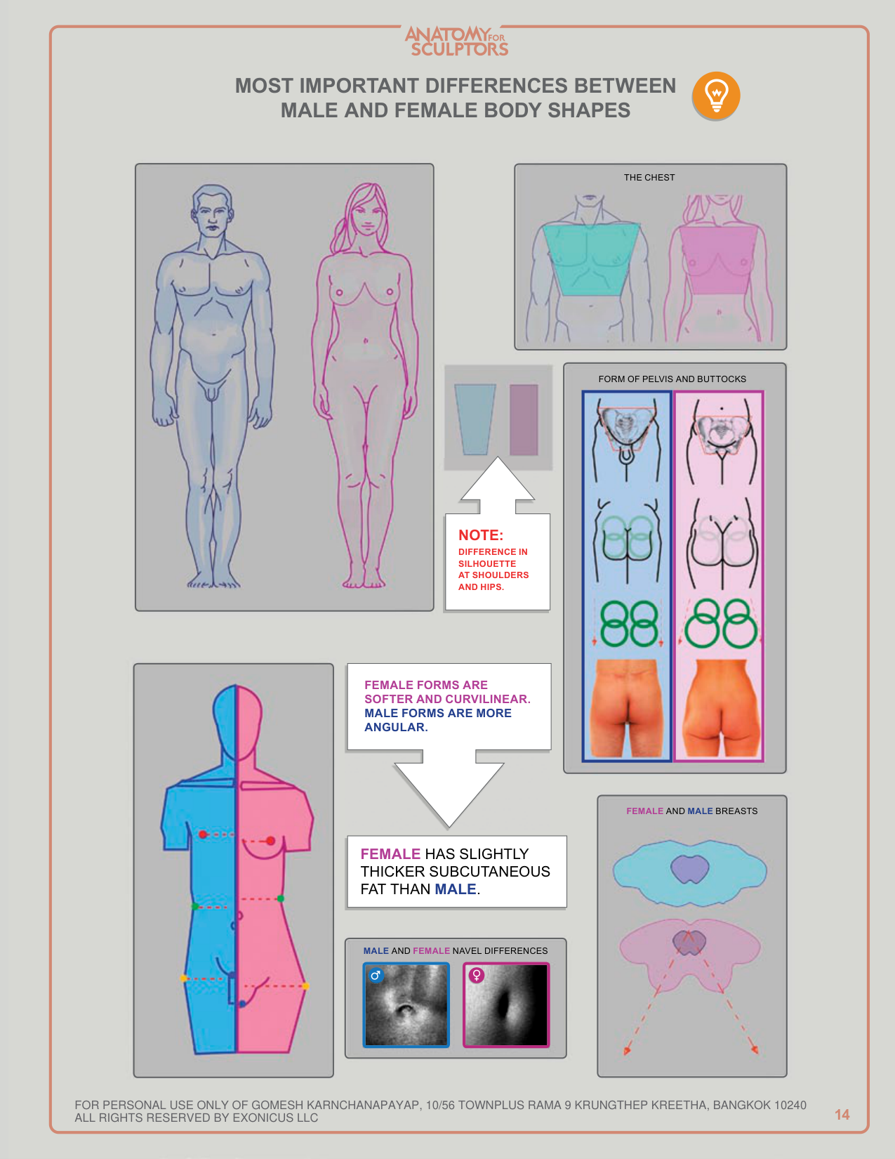 图片[14]-T1028-雕塑师的人体解剖：理解人体形态 | Anatomy for Sculptors, Understanding the Human Figure Uldis Za-爱画画的卷心菜