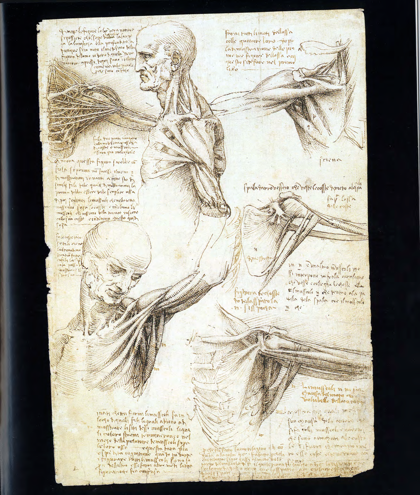 图片[14]-T1053-解剖学 | Anatomy-爱画画的卷心菜