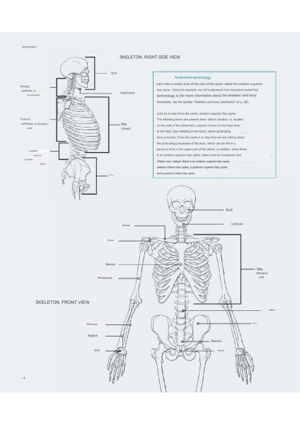 图片[14]-T100-艺术家解剖学 3D出版 | Anatomy for Artists- 3D publishing-爱画画的卷心菜