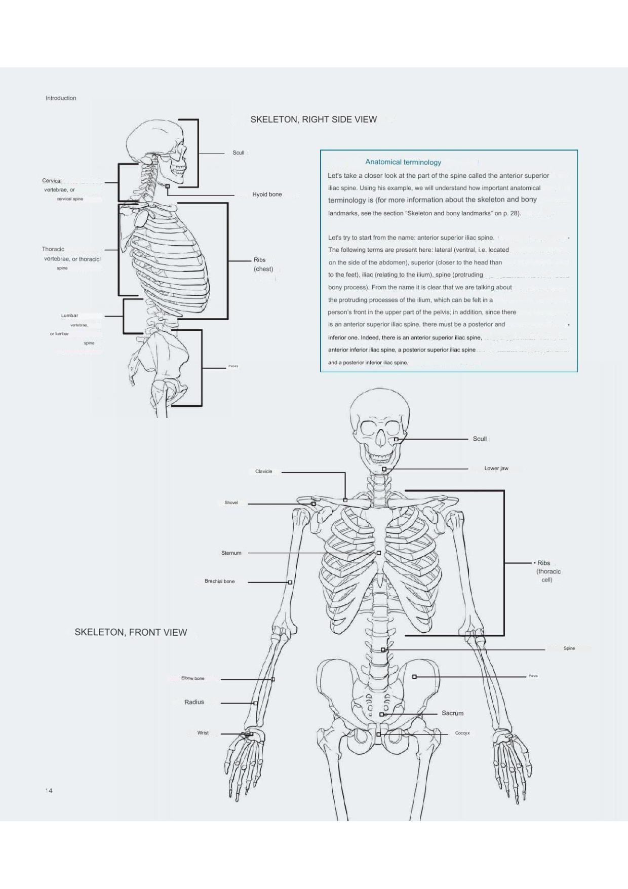 图片[14]-T100-艺术家解剖学 3D出版 | Anatomy for Artists- 3D publishing-爱画画的卷心菜
