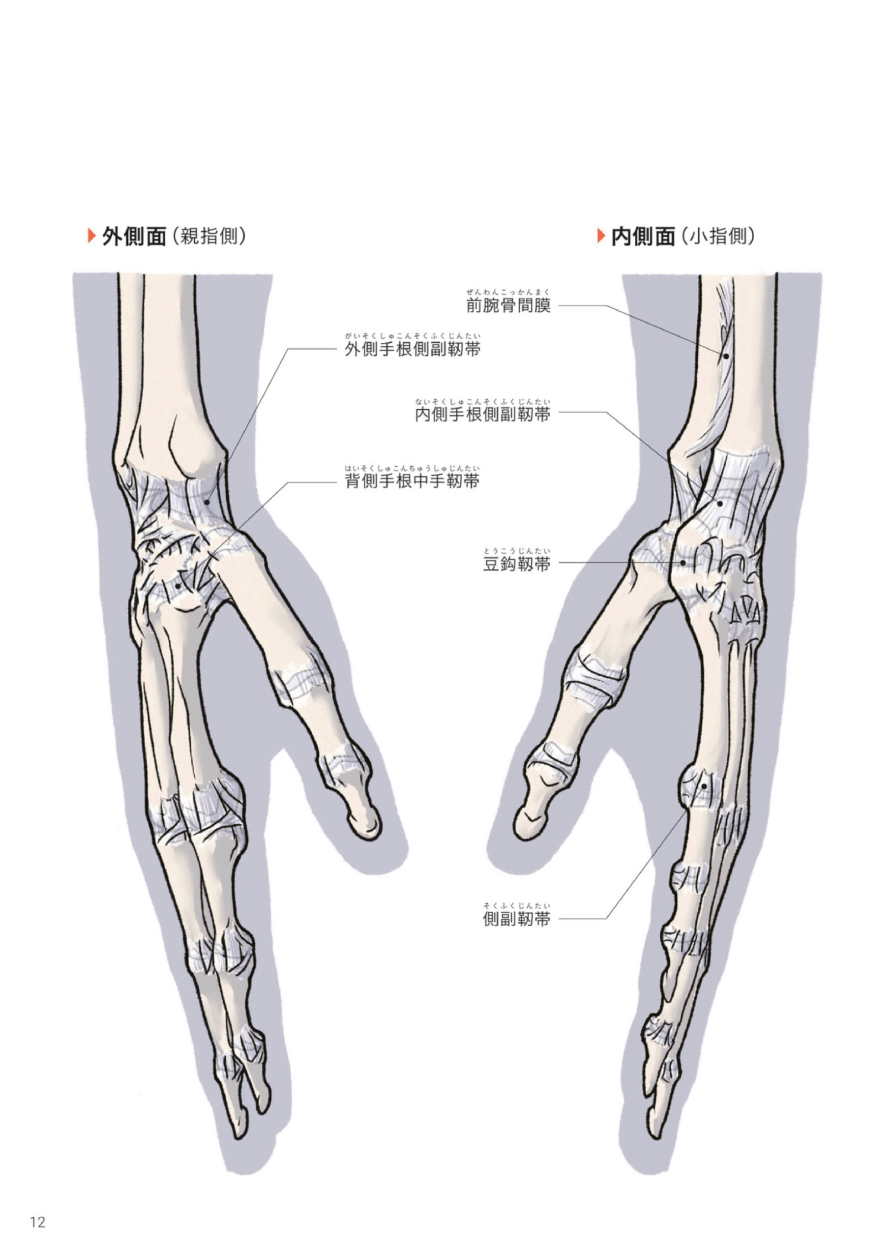 图片[15]-T1163-Kota Kato手与脚的艺术解剖 | Art Anatomy of Hand + Foot by Kota Kato-爱画画的卷心菜