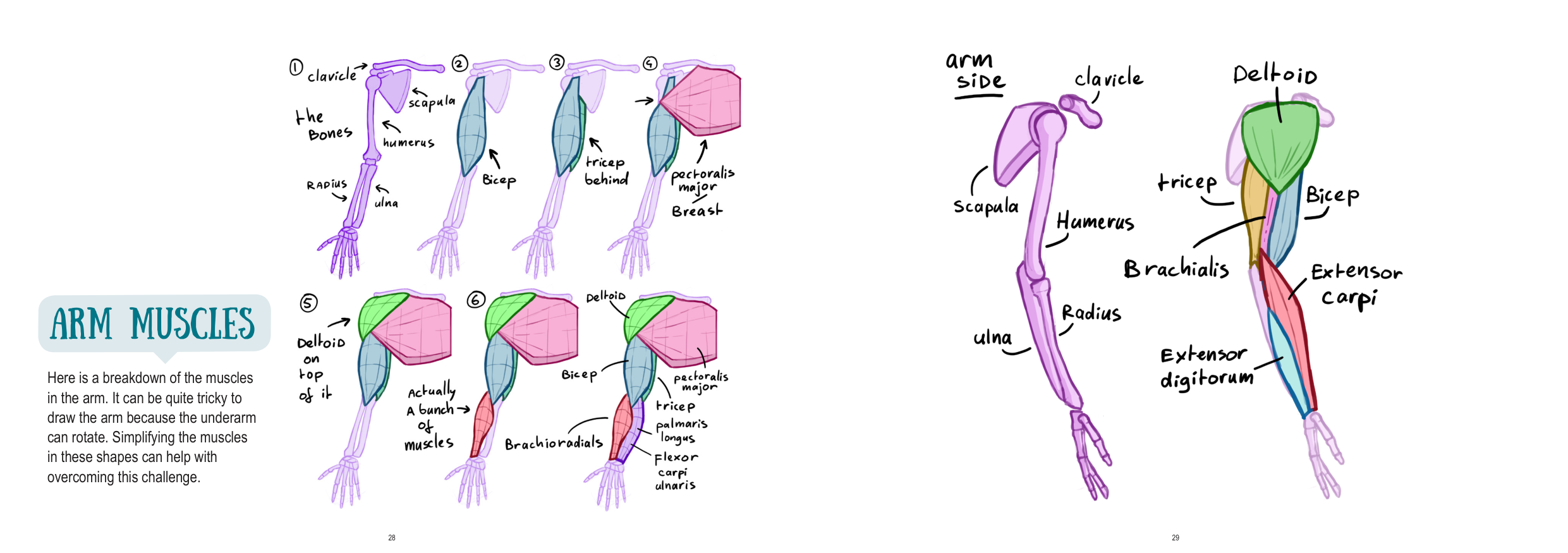图片[15]-T1279-上半身解剖 | Anatomy Upperbody-爱画画的卷心菜