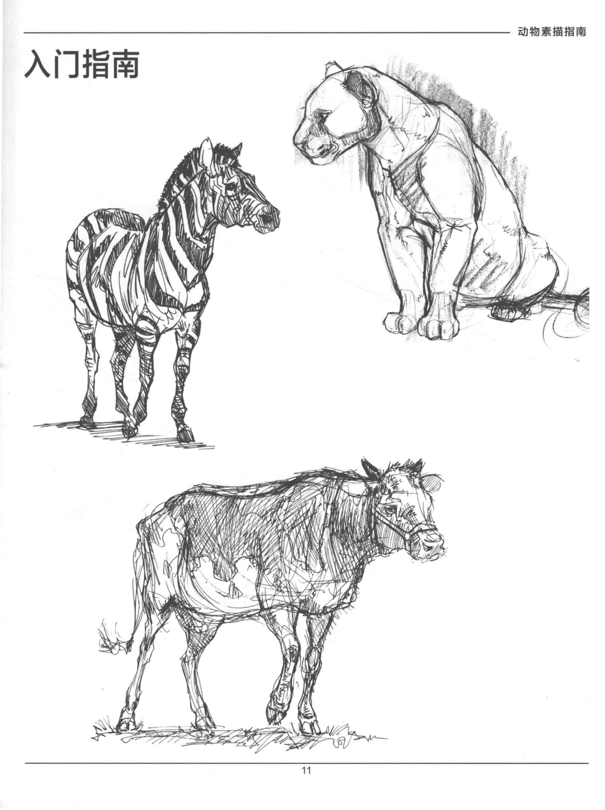 图片[15]-T1307-中文版《Weatherly动物绘画指南》Joe Weatherly | Chinese Version Weatherly Guide to Drawing Animals Joe Weather-爱画画的卷心菜