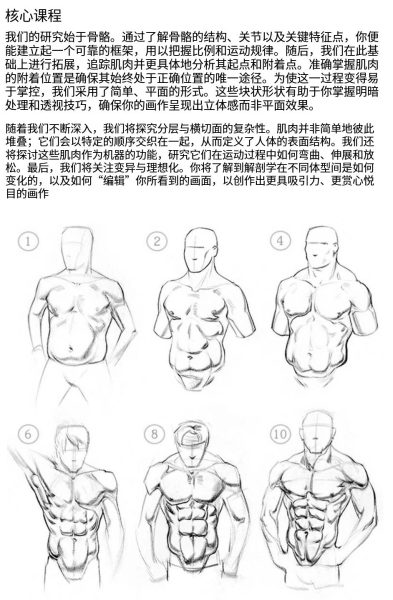 图片[5]-L036-[终极进阶】Proko人体解剖学-爱画画的卷心菜